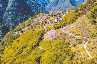 司馬庫斯道路改善 帶動觀光商機