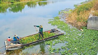 阻布袋莲堵水道 彰县清理水域