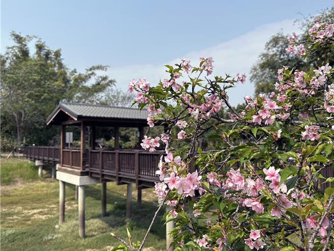 台南山上花园水道博物馆净水池区的樱花，目前绽放4成。（山上花园水道博物馆提供／洪荣志台南传真）