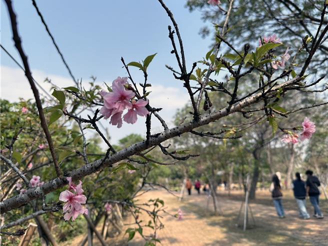 台南山上花园水道博物馆净水池区的樱花，目前绽放4成。（山上花园水道博物馆提供／洪荣志台南传真）