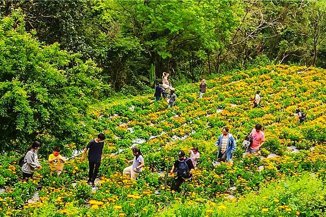 尖石乡那罗湾休閒农业区的金盏花季开跑，同时也推出轻旅行走访尖石乡温泉及景点，让游客好吃好玩又健康。（新竹县政府提供／罗浚滨新竹传真）