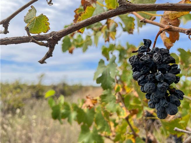 澳洲貿易部長表示，他希望中國在審查結束後，取消對澳洲葡萄酒高達218％的關稅，至於龍蝦進口的非官方限制方面，也取得良好進展。（路透社）