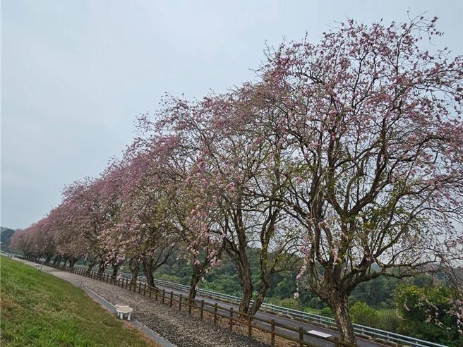 乌山头水库大坝旁的香榭大道南洋樱花正值满开，花瓣迎风撒落一地。（乌山头风景区管理所提供／程炳璋台南传真）