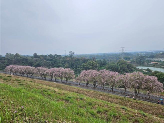 乌山头水库大坝旁种植21棵南洋樱花正值满开，花瓣迎风撒落被形容是香榭大道。（乌山头风景区管理所提供／程炳璋台南传真）