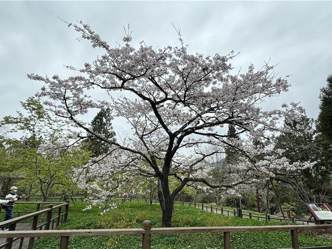 為期1個月的阿里山花季10日起跑，今年氣候偏暖，花期較往年提前7至10天，阿里山工作站前眾所矚目「櫻王」染井吉野櫻已近滿開。（林業署嘉義分署提供∕呂妍庭嘉義傳真）
