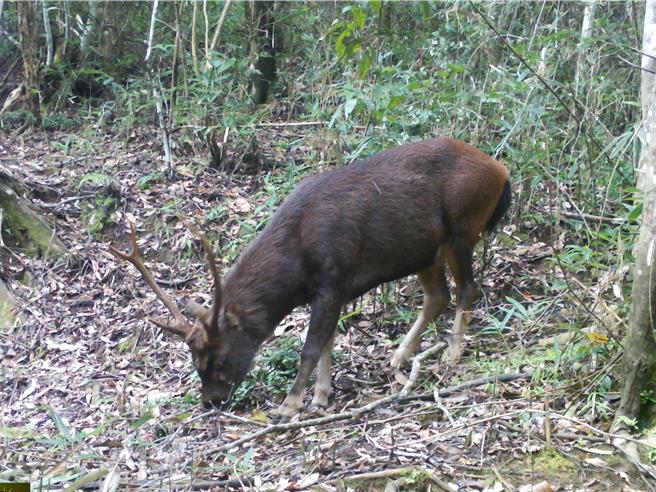 太魯閣國家公園管理處委託屏東科技大學教授翁國精主持，針對轄區內廢棄礦區周邊山域野生哺乳動物進行生態監測，在中低海拔拍攝到台灣水鹿影像。（太管處提供／王志偉花蓮傳真））