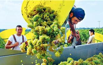 陸駐澳洲大使肖千：對澳洲葡萄酒徵收關稅審查進展順利