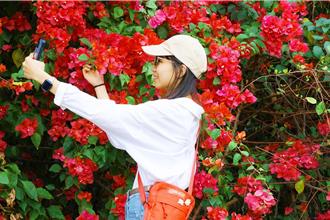 九重葛花期到 嘉義市街道巷弄變身賞花祕境