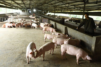 牽動CPI 下半年豬價有望回升