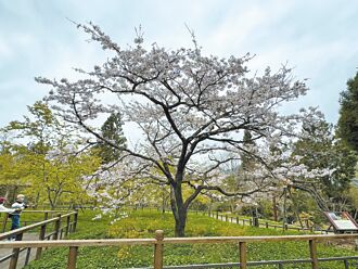 氣候暖花期提前 阿里山櫻王滿開