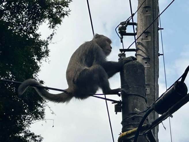 鄭明典曬出台灣獼猴爬電線杆的照片，警告大家猴群已經重新出沒。（翻攝自鄭明典臉書）