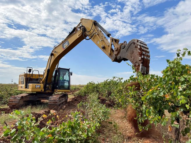 中國對澳大利亞葡萄酒實施的懲罰性關稅，澳大利亞葡萄園主被迫大面積剷除葡萄藤以控制產量。（圖／路透）