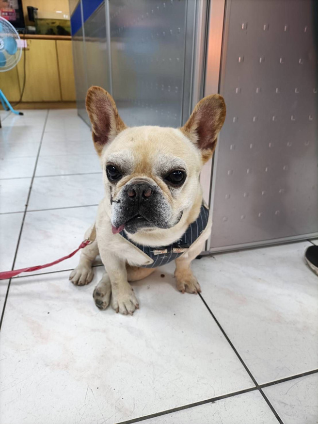 基隆有一民热心民眾带着一只迷途的法斗犬至派出所。（图／警方提供）