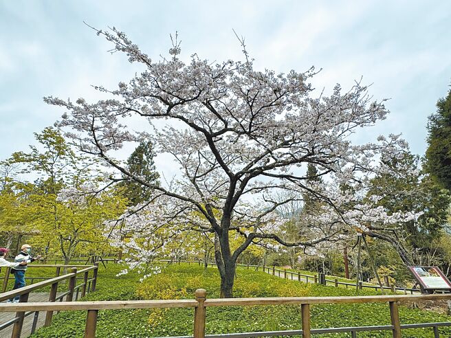 為期1個月的阿里山花季10日起跑，今年因氣候偏暖，花期較往年提前7至10天，阿里山工作站前眾所矚目的「櫻王」已滿開。（林業署嘉義分署提供／呂妍庭嘉義傳真）