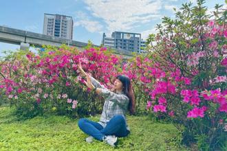 新北河滨杜鹃繁花盛开 缤纷展现春日和煦景象