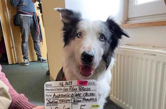 奧斯卡狗狗梅西拍手爆紅 搶盡風頭卻是「假的」揭真相