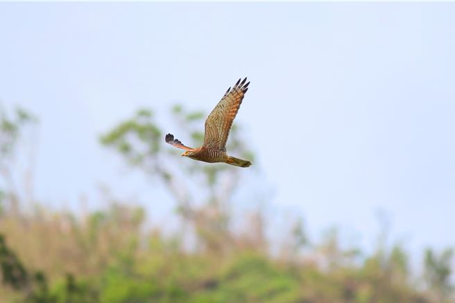 每年大约在春分前后在彰化县八卦山脉可看到大量灰面鵟鹰过境。（参山处提供／孙英哲彰化传真）