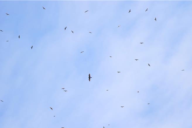 每年大约在春分前后在彰化县八卦山脉可看到大量灰面鵟鹰过境。（参山处提供／孙英哲彰化传真）