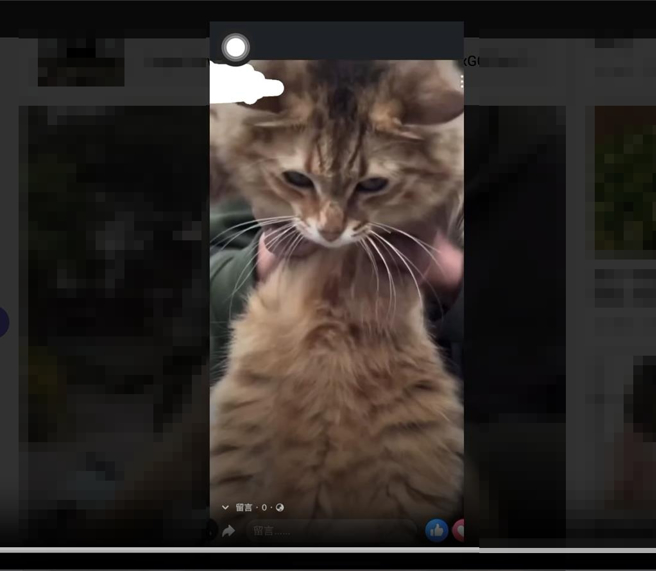 花蓮體中學生將民宿業者飼養的貓拋向空中，網友痛批「怎樣的學校教出怎樣的學生」。（摘自網路平台「爆料公社」／羅亦晽花蓮傳真）