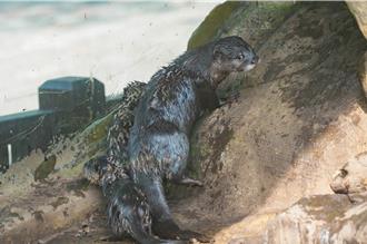 2小爪水獺寶寶逃過夭折 戶外探索萌樣曝光