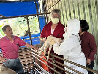 羊痘拔針得來不易 南市加強防範檢驗