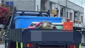 漁民誤捕海龜還帶上車 熱心民眾1舉動拯救保育類