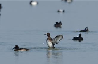 茄萣溼地記錄140種鳥類豐富生態 3月起辦生態課程助攻保育