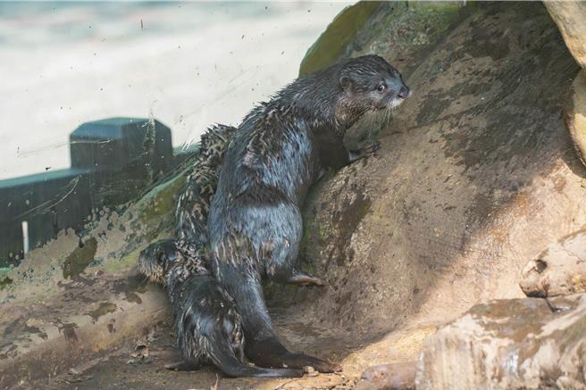 台北市立動物園小爪水獺「蜜香」與「史達奇」誕下第2胎所餘的2隻水獺寶寶，已開始跟「蜜香」不定時到戶外活動。圖為小爪水獺寶寶外出探索。（台北市立動物園提供／蔡佩珈台北傳真）