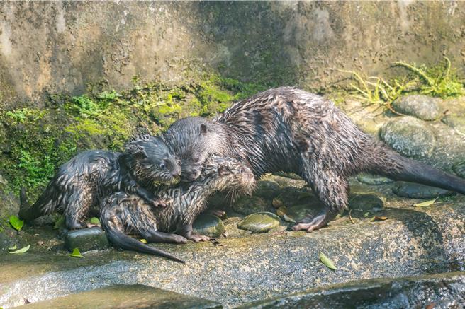 台北市立動物園小爪水獺「蜜香」與「史達奇」辛勤照顧新生幼崽。（台北市立動物園提供／蔡佩珈台北傳真）