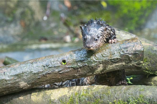 台北市立動物園小爪水獺「蜜香」與「史達奇」誕下小爪水獺寶寶正在戶外探索。（台北市立動物園提供／蔡佩珈台北傳真）
