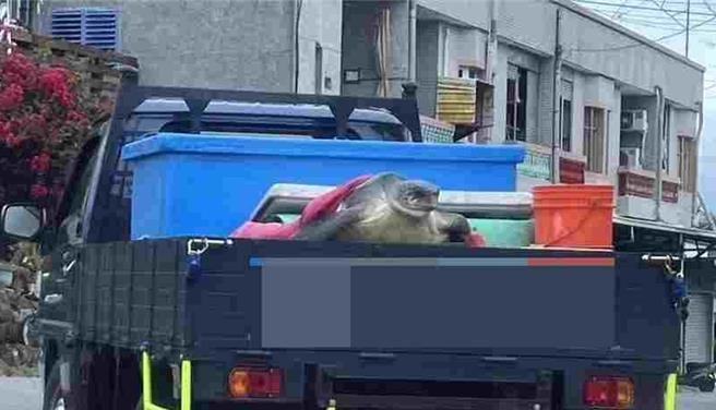 台東縣長濱鄉有漁民誤捕海龜，遭民眾檢舉。（讀者提供／蔡旻妤台東傳真）