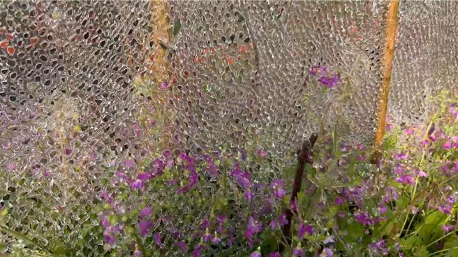 武陵农场藤花园喷水洒下而造成冰墙、冰柱及「冰滴花」、冰网（捕梦网）孕育令人叹为观止的「赏冰」奇景。（武陵农场提供／张妍溱台中传真）