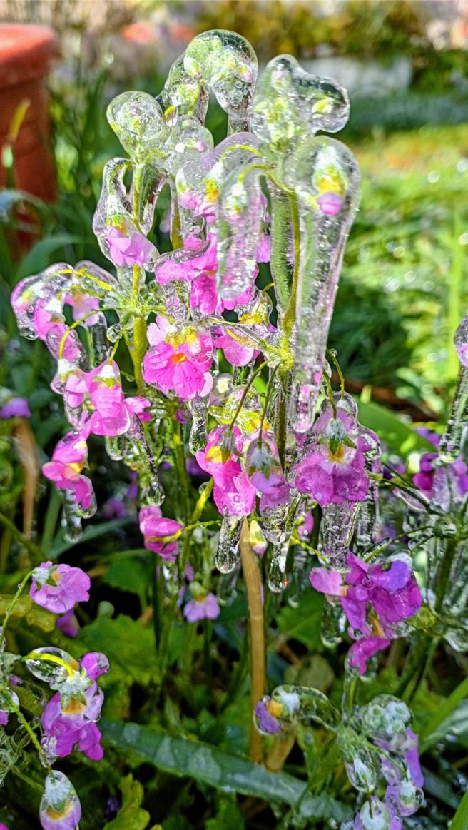 武陵农场藤花园晶莹剔透的冰晶花，在低温中展现强韧生命力，在阳光照射下更显清透晶亮。（武陵农场提供／张妍溱台中传真）