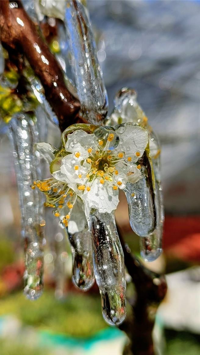 武陵农场藤花园晶莹剔透的冰晶花，在低温中展现强韧生命力，在阳光照射下更显清透晶亮。（武陵农场提供／张妍溱台中传真）