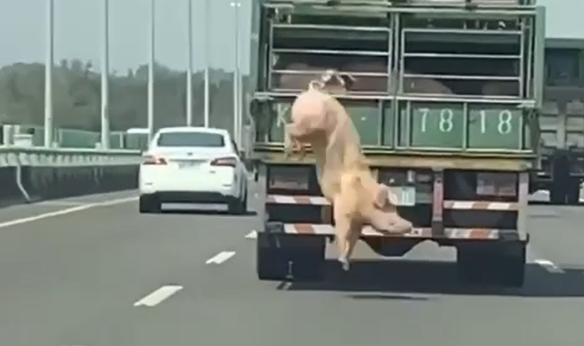 國道3號屏東九如北上路段，有民眾行車紀錄器拍下，1輛運豬車上有隻白豬，跨越圍欄直接跌下在路面，嚇得他趕緊閃避險撞上。（圖／屏東小鎮資訊提供）