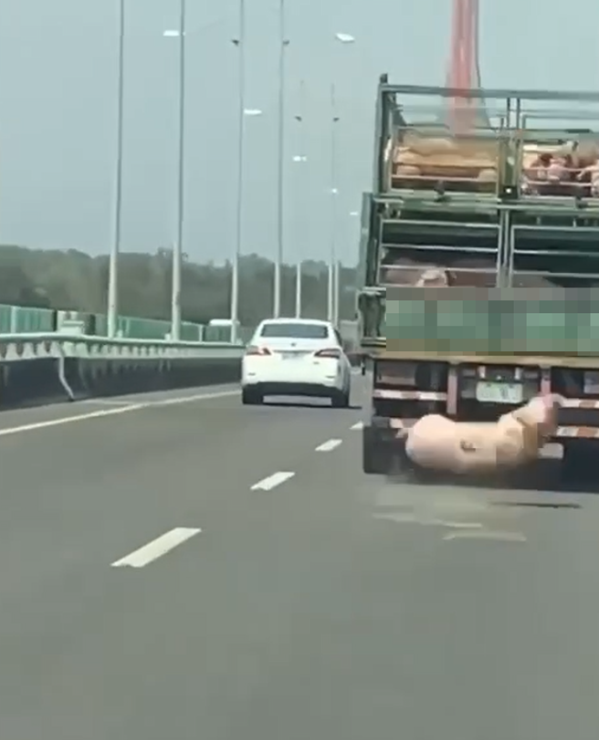 國道3號屏東九如北上路段，有民眾行車紀錄器拍下，1輛運豬車上有隻白豬，跨越圍欄直接跌下在路面，嚇得他趕緊閃避險撞上。（圖／屏東小鎮資訊提供）