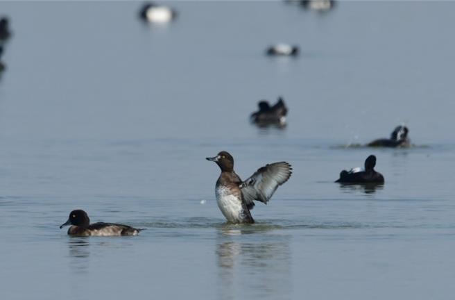 列為地方級重要溼地的茄萣溼地生態豐富，至今已記錄多達141種鳥類，吸引國內外不少愛好者前往記錄溼地生態。（高雄市公園處提供／任義宇高雄傳真）