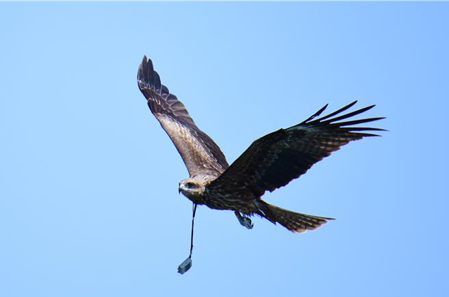 2021年繫放的黑鳶「K7」，隔年3月6日身上發報器失去訊號。昨日台灣野鳥協會成員陳世一在基隆市海洋廣場再次拍到K7，頸部還懸掛著發報器，有鳥友看到不捨，希望有機會能取下。（陳世一提供／徐佑昇基隆傳真）