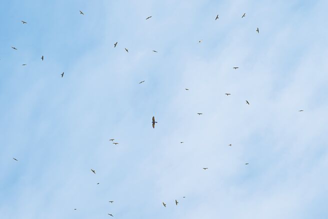 每年大约在春分前后在彰化县八卦山脉可看到大量灰面鵟鹰过境。（参山处提供、吴志典摄／孙英哲彰化传真）