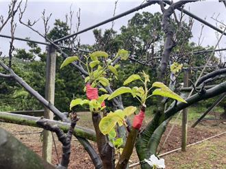 寒害著果率低 新北3區高接梨農友可申請現金救助