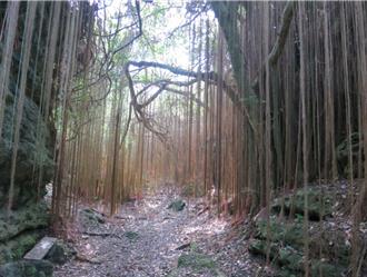 不要再種了！壽山生態浩劫 90多樣外來種園藝植物氾濫