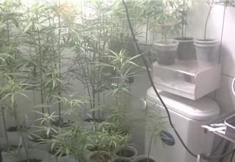 清查吸食大麻黑數 全國同步掃麻逮290人