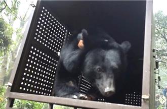 影》受困套索黑熊在紅石部落野放 不必截肢還胖了