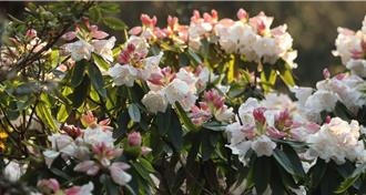 塔塔加玉山杜鵑綻放  合歡山花季交管4月13日登場