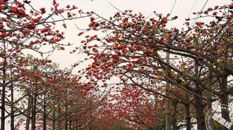 春季臺南花開不停 賞花攻略報您知！