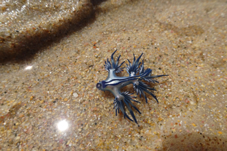 沙灘沖上大量「藍龍」 專家急勸別碰 揭嚴重後果