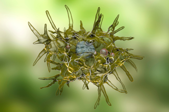 「致死率8成」變形蟲釀3死 美示警過敏人1習慣恐釀禍