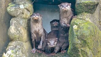 台北 跟緊爸媽 小爪水獺寶寶學游泳