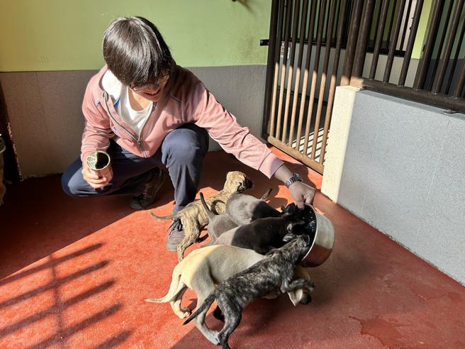 屏東動物之家為浪浪提供溫暖的窩。（圖片來源：屏東縣政府提供）