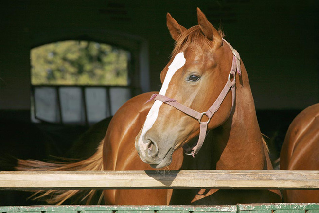 19歲男子性侵2匹懷孕母馬，導致其中一匹懷孕9個月的母馬流產，飼主氣得報警並公開影片。(圖:shutterstock/達志)